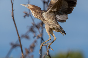 Australasian Bittern in New Zealand