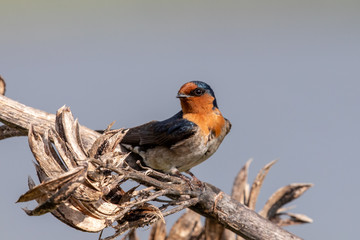 Welcome Swallow in Australasia