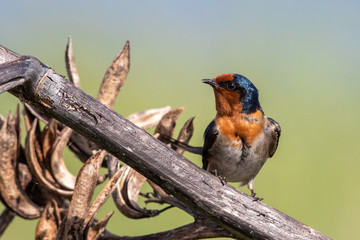 Welcome Swallow in Australasia
