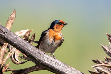 Welcome Swallow in Australasia