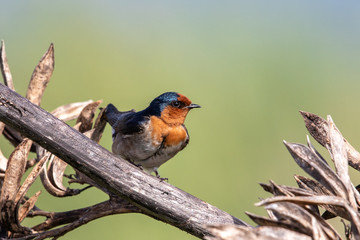 Welcome Swallow in Australasia