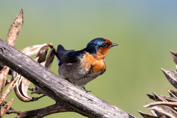 Welcome Swallow in Australasia