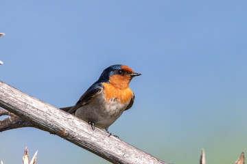 Welcome Swallow in Australasia
