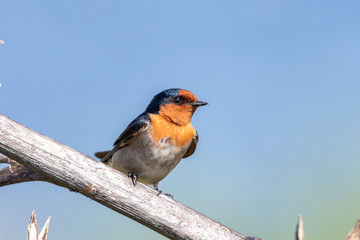 Welcome Swallow in Australasia