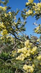 tree in spring