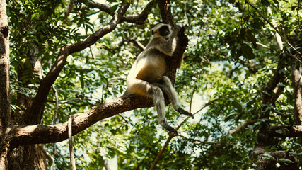 Monkey sitting on a tree in Forest in Junagadh, Gujarat, India