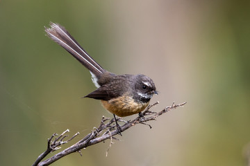 Pīwakawaka New Zealand Grey Fantail