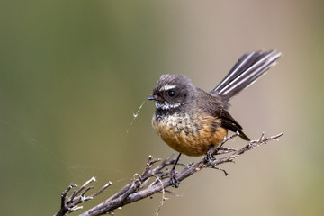 Pīwakawaka New Zealand Grey Fantail