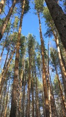 Trees and nature in the park after snowfall