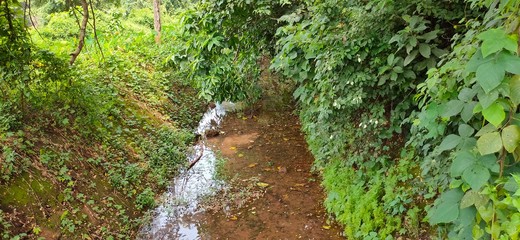 Obraz premium stream in the forest