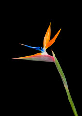 bird of paradise flower close up isolated on a black background