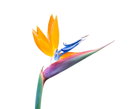 bird of paradise flower close up isolated on a white background