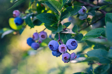 Vaccinium corymbosum or highbush blueberry