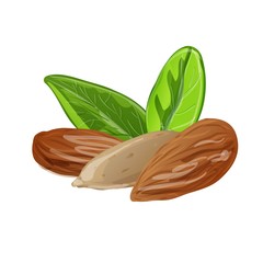 Almond icon. Cartoon of Almond vector icon for web design isolated on white background