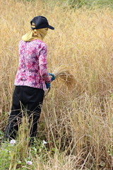 Cutting the rice by hand