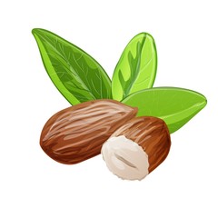 Fresh almonds icon. Cartoon of fresh almonds vector icon for web design isolated on white background