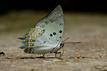 Jewelled Nawab (Polyura delphis) beautiful pale green butterfly with black and orange diamond spots decorated on its wings sitting on ground sipping nectar from dirt in nature