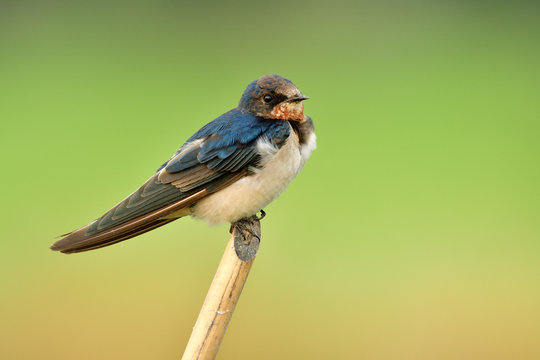 Hirundo rustic or pacific swift small fat bird perching on thin bamboo twig over green rice farm, barn swallow