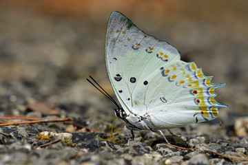Fototapeta na wymiar Jewelled Nawab (Polyura delphis) fine pale green butterfly decorated with orange diamond spots on its wings sitting on ground sipping nectar from dirt in nature