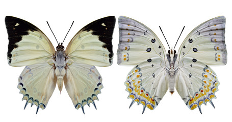 Jewelled Nawab (Polyura delphis) beautiful pale green butterfly diamond decorated on its wings both...