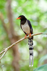 Obraz premium Juvenile of Red-billed Blue Magpie (Urocissa erythrorhyncha) perching on thin branch waiting for its parents, young blue and white with long tail bird