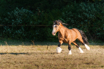 Amazing chestnut (brown with black mane) cart horse stallion gallop freely in the paddock during...
