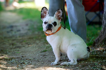 Dog breed French Bulldog