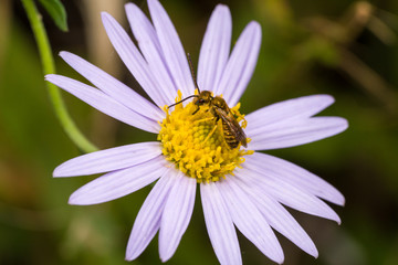 Obraz premium Golden bee collecting honey on the flower