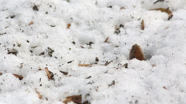 Common vole (Microtus arvalis) is peeking out of a snow mink