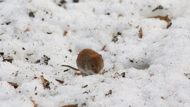 Common vole (Microtus arvalis) drags sunflower seeds in the hole
