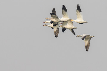 A Flock of Snow Geese Flying in Tight Formation