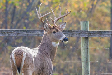 Mature Whitetail Buck Portrait