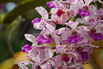 Fototapeta na wymiar renanthera orchid. purple and white orchid. Macro. Orchid background. Bouquet of purple renanthera orchids flower in a tropical garden. white orchid. renanthera close up. 