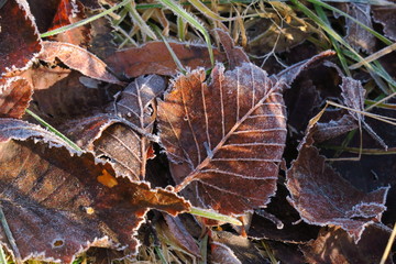 Frosted grass and leaves covered with rime. Winter background with copy space.
