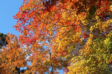 日本の愛知県の香嵐渓の紅葉の風景