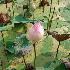 Lotus on green leaf and water surface is considered a symbol of virtue. Belief has existed since...