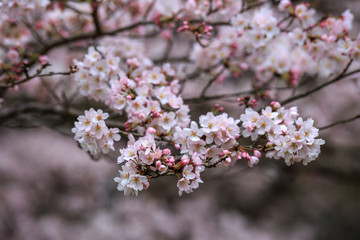 桜の花　春イメージ