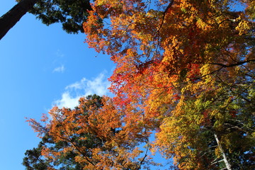 Fototapeta na wymiar 日本の愛知県の香嵐渓の紅葉の風景