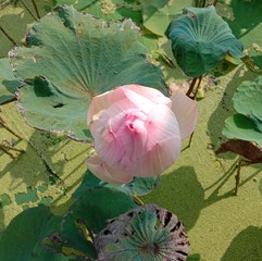 Lotus on green leaf and water surface is considered a symbol of virtue. Belief has existed since...