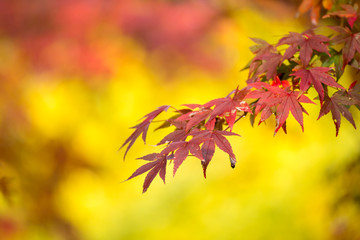 紅葉　秋イメージ