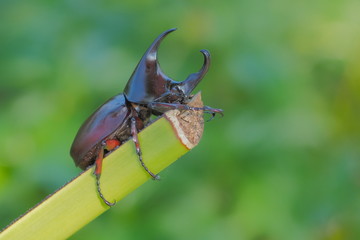 Close-up a Siamese Rhinoceros Beetle or Fighting Beetle (Xylotrupes gideon) resting on green branch with green nature blurred background.