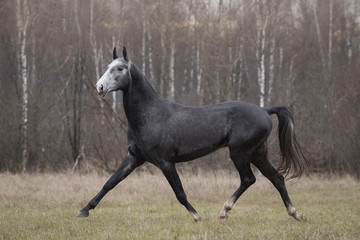 A dark gray horse runs across an autumn field backgrounds.