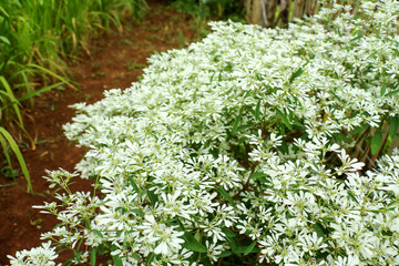 Chiang Mail Thailand