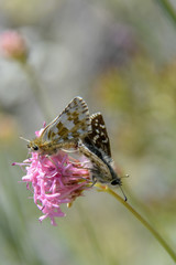 Papillons dans les Alpes