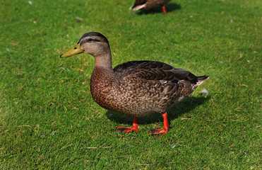 duck on grass