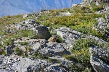 Marmotte dans les Alpes