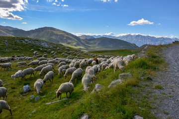 Fototapeta premium Troupeau de moutons dans les Alpes