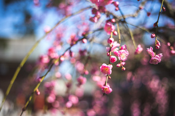 梅の花　和風イメージ