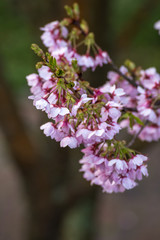 桜の花　春イメージ