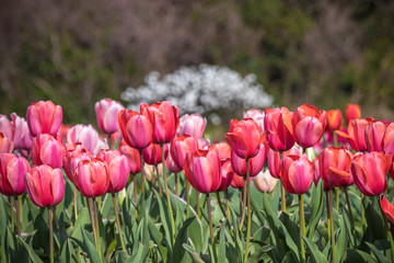 チューリップの花　春イメージ